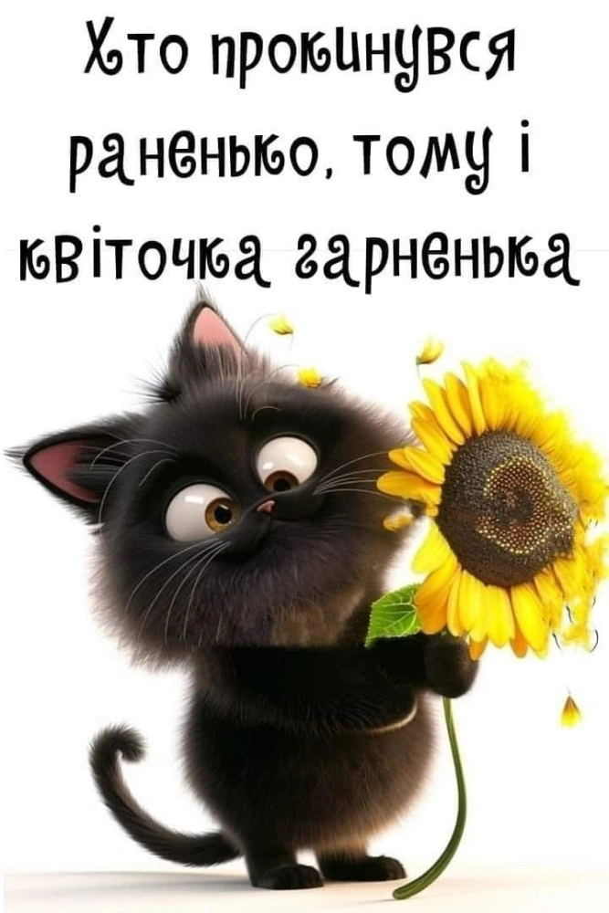 Чорний кіт тримає соняшник, український привітання на ранок.